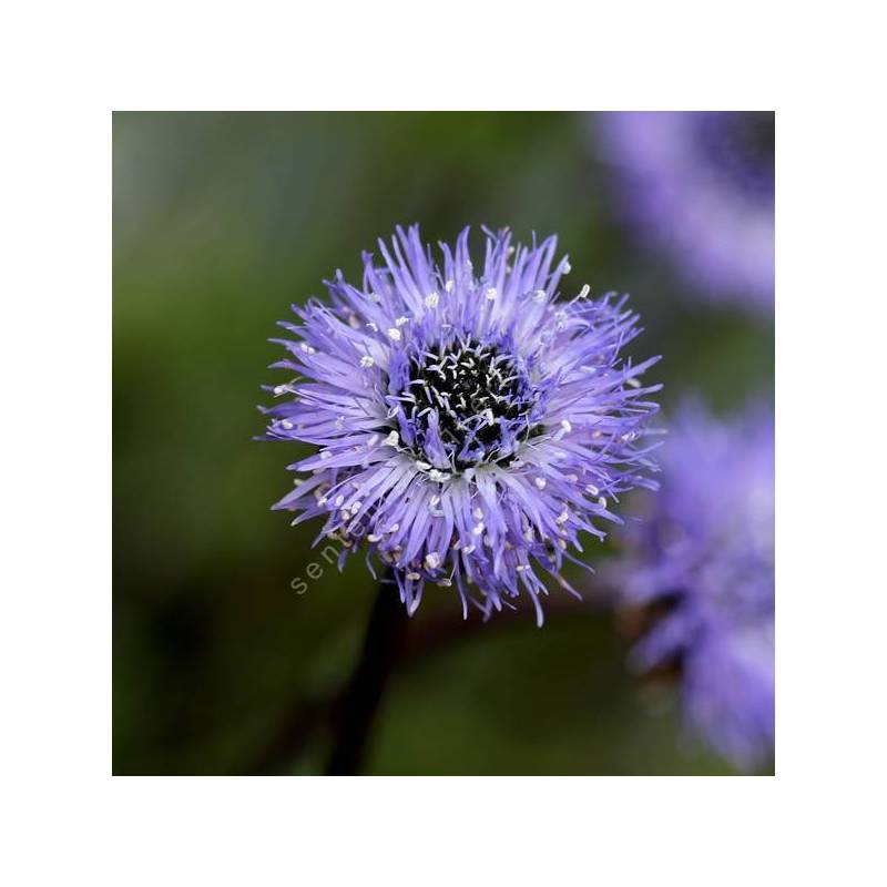 Globularia velutina - globulaire