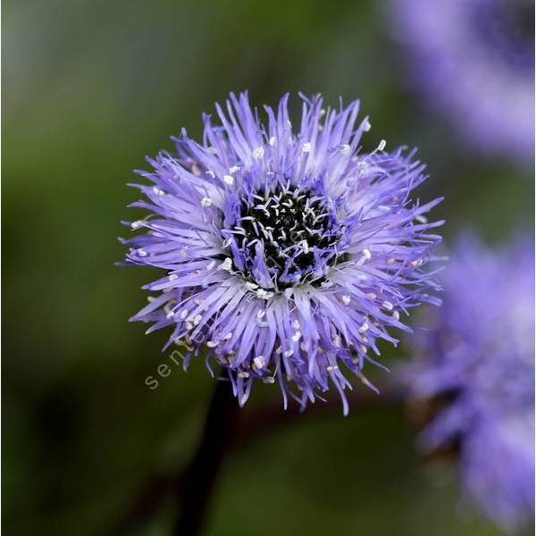 Globularia velutina - globulaire