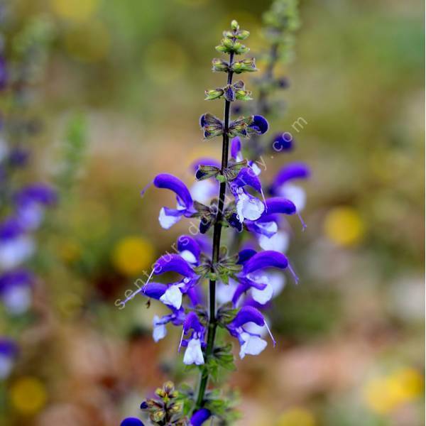 Salvia pratensis 'Madeline' - Sauge des prés bicolore Salvia pratensis 'Madeline' - Sauge des prés bicolore
