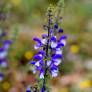 Salvia pratensis 'Madeline' - Sauge des prés bicolore