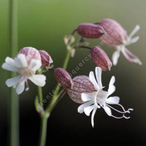 Silene vulgaris - Silène enflé, Claquel