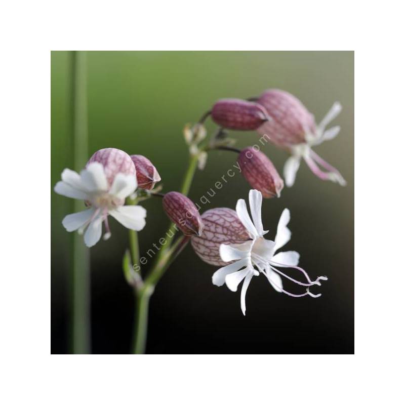 Silene vulgaris - Silène enflé, Claquel