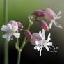 Silene vulgaris - Silène enflé, Claquel