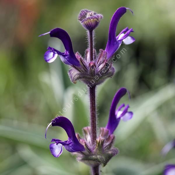 Salvia phlomoides - Sauge faux phlomis