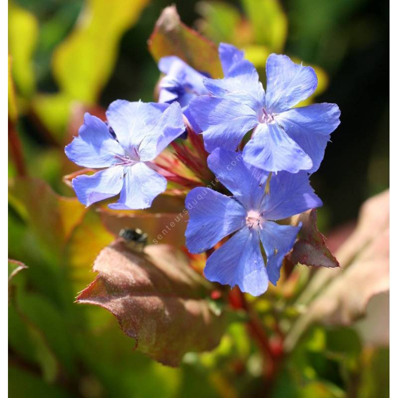 Ceratostigma willmotianum - Cerastigme de Willmott