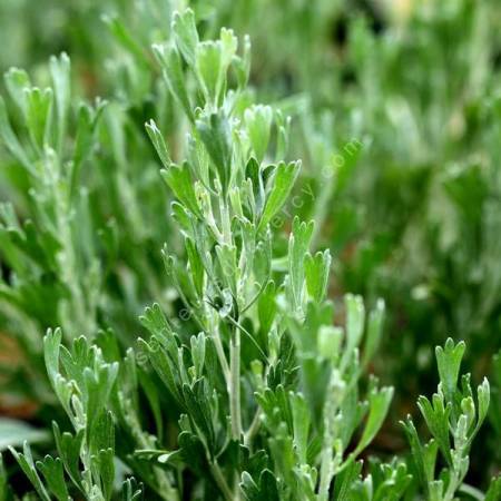 Artemisia tridentata - Armoise dentelée
