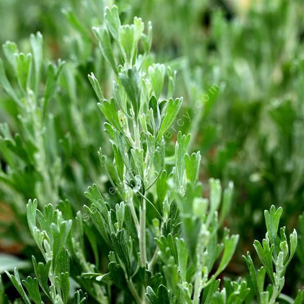 Artemisia tridentata - Armoise dentelée