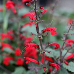 Salvia roemeriana - Sauge de Roemer