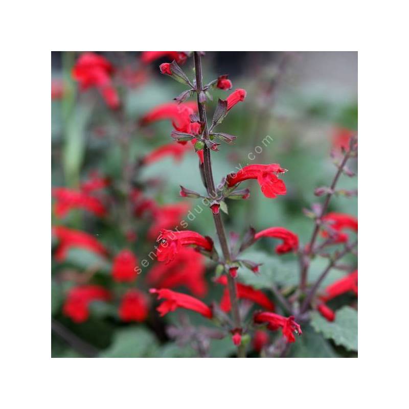 Salvia roemeriana - Sauge de Roemer
