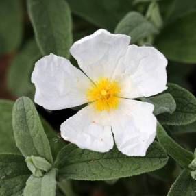 Cistus x canescens f. albus - Ciste