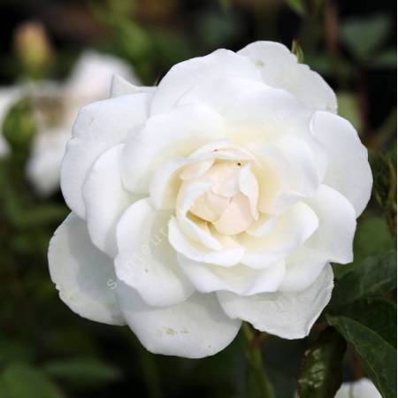 Rosa 'Iceberg' CLG - Rosier 'Fée des Neiges Grimpant'