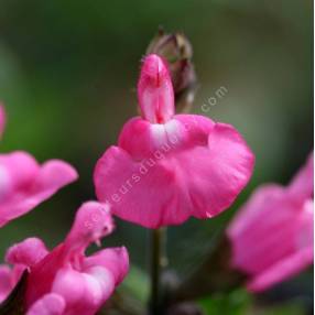 Salvia greggii 'Mirage Rose' - Sauge arbustive compacte rose