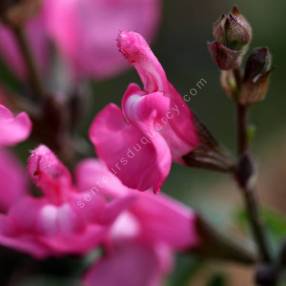 Salvia greggii 'Mirage Rose' - Sauge arbustive compacte rose