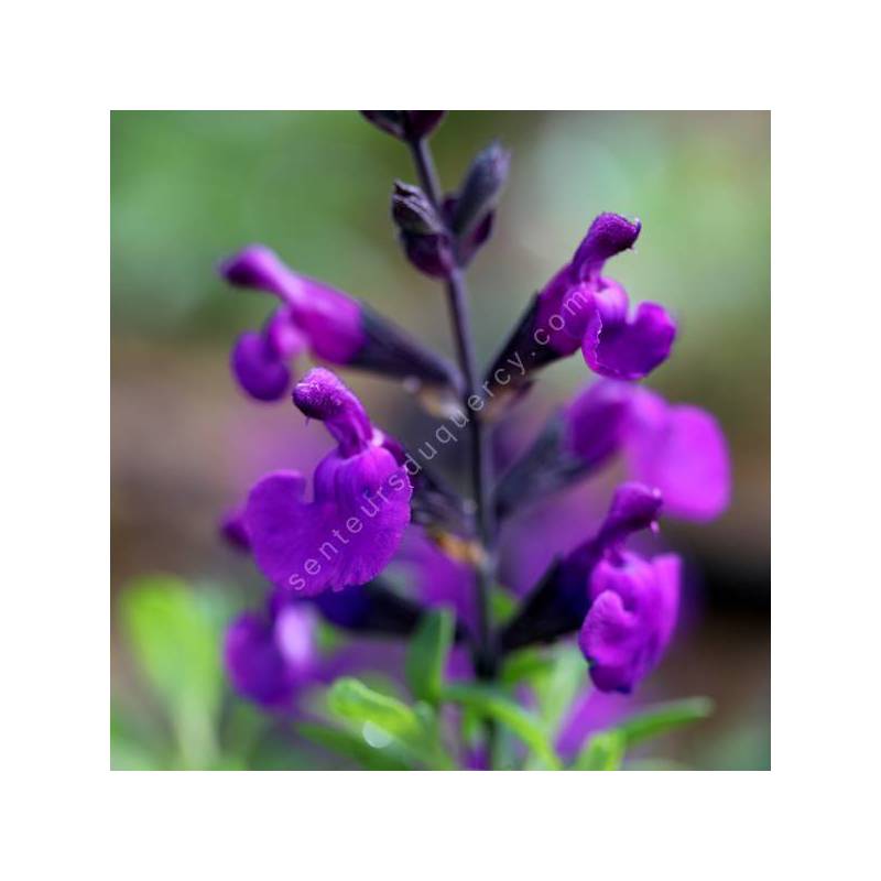 Salvia greggii 'Mirage Violet' - Sauge arbustive compacte violette