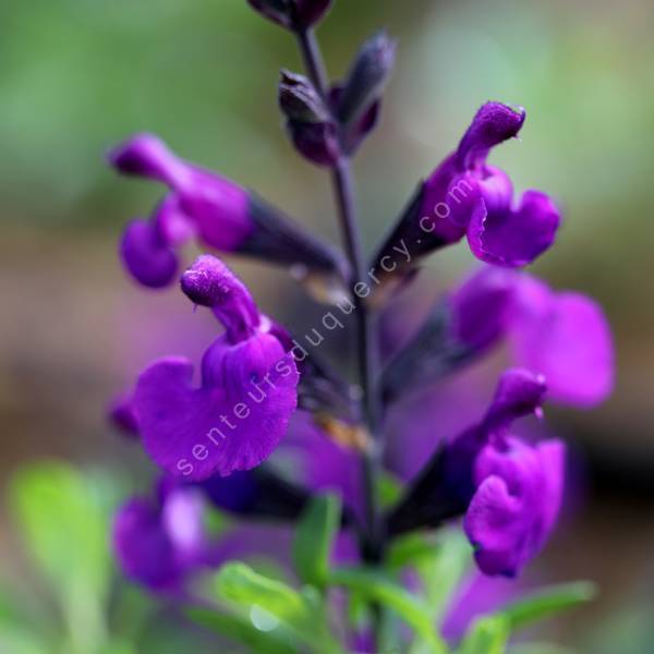 Salvia greggii 'Mirage Violet' - Sauge arbustive compacte violette Salvia greggii 'Mirage Violet' - Sauge arbustive compacte violette