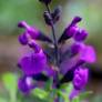 Salvia greggii 'Mirage Violet' - Sauge arbustive compacte violette