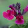 Salvia 'Mirage Burgundy'  - Sauge arbustive rouge Bourgogne