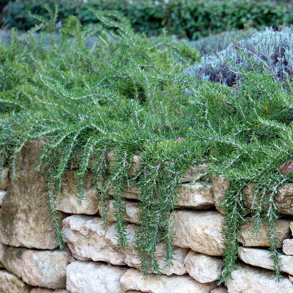 Rosmarinus officinalis 'Riviera' - Romarin tapissant Rosmarinus officinalis 'Riviera' - Romarin tapissant