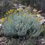 Santolina decumbens - Santoline décombante