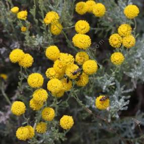 Santolina decumbens - Santoline décombante