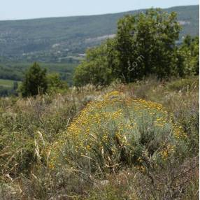 Santolina decumbens - Santoline décombante