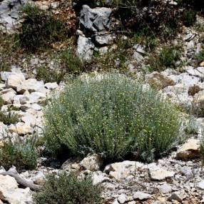 Santolina decumbens - Santoline décombante