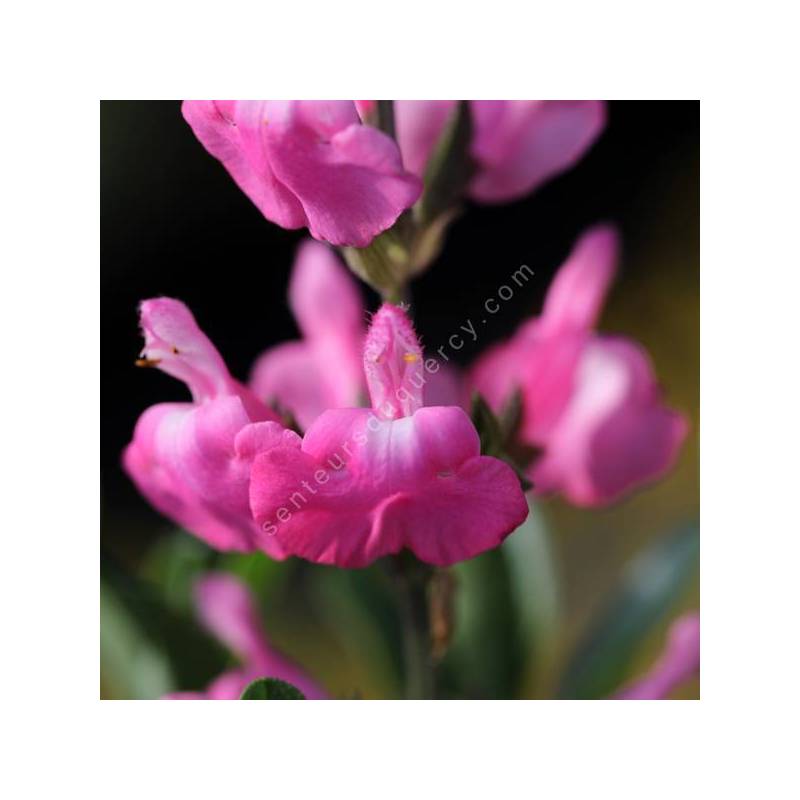 Salvia greggii 'Mirage Rose' - Sauge arbustive compacte rose