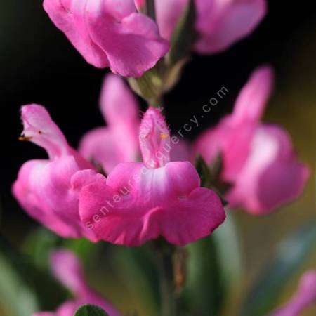 Salvia greggii 'Mirage Rose' - Sauge arbustive compacte rose