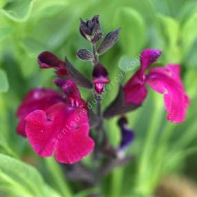 Salvia 'Mirage Burgundy'  - Sauge arbustive rouge Bourgogne