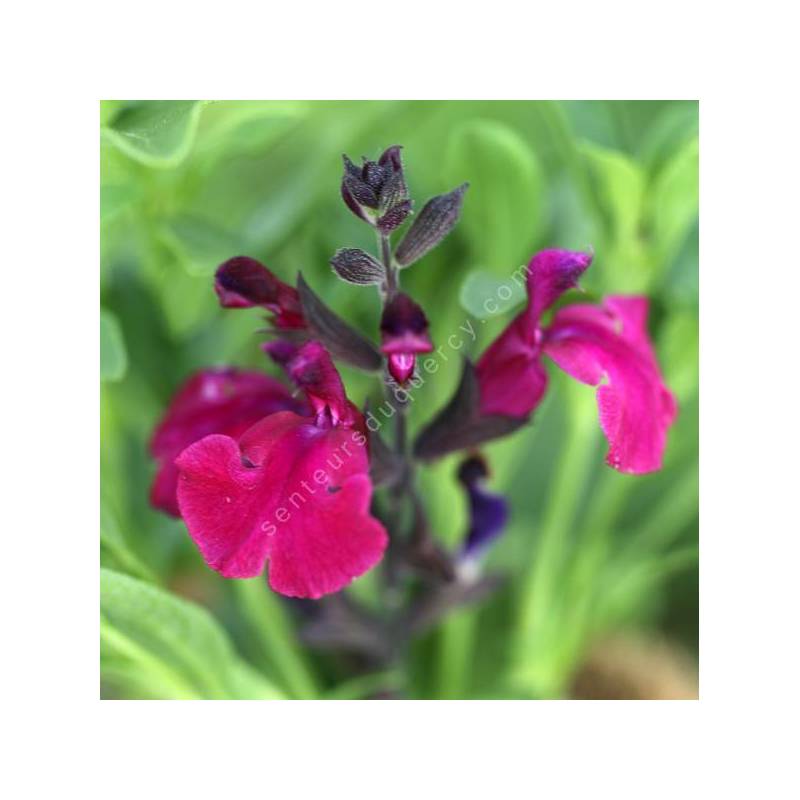 Salvia 'Mirage Burgundy'  - Sauge arbustive rouge Bourgogne