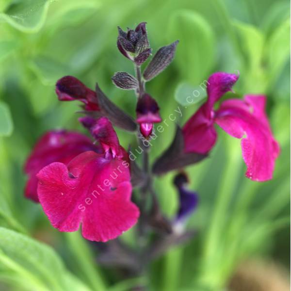 Salvia 'Mirage Burgundy'  - Sauge arbustive rouge Bourgogne