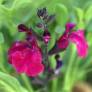 Salvia 'Mirage Burgundy'  - Sauge arbustive rouge Bourgogne