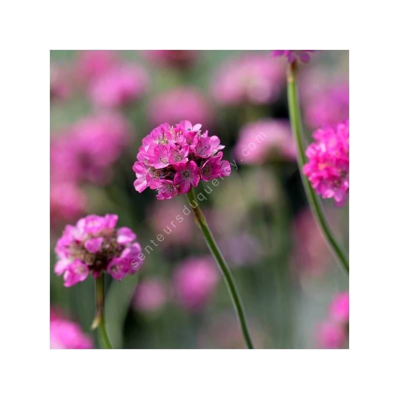 Armeria maritima - gazon d'Espagne