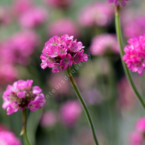 Armeria maritima - gazon d'Espagne