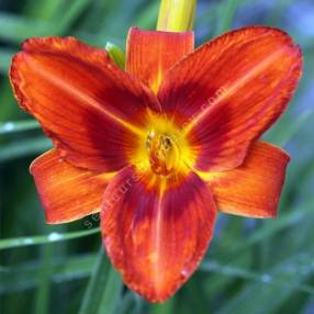 Hemerocallis 'Anzac' - Hémérocalle à fleur rouge