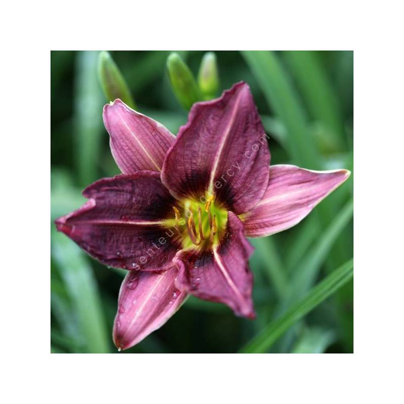 Hemerocallis 'Chicago Blackout' - Hémérocalle noire