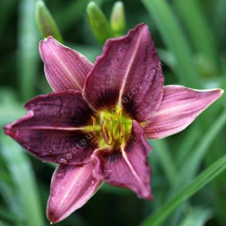 Hemerocallis 'Chicago Blackout' - Hémérocalle noire