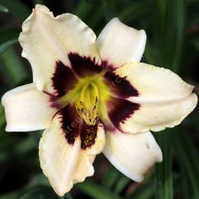 Hemerocallis 'Moonlit Masquerade' - Hémérocalle blanc crème et pourpre