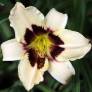 Hemerocallis 'Moonlit Masquerade' - Hémérocalle blanc crème et pourpre