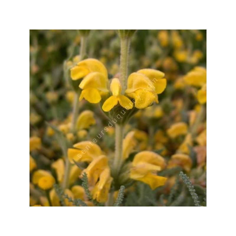 Phlomis lychnitis - Lychnite