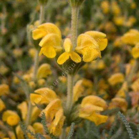 Phlomis lychnitis - Lychnite