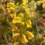 Phlomis lychnitis - Lychnite