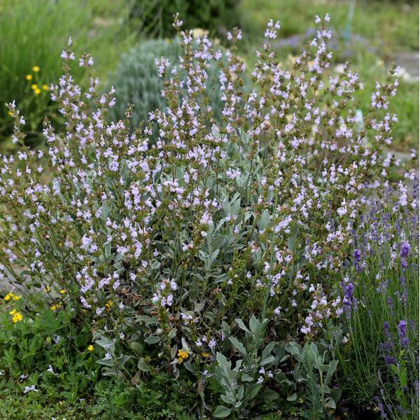 Salvia lavandulifolia subsp. vellerea sauge à feuille de lavande
