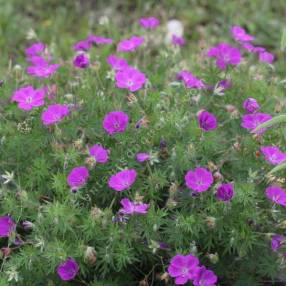 Geranium sanguineum 'Elsbeth' - Géranium sanguin