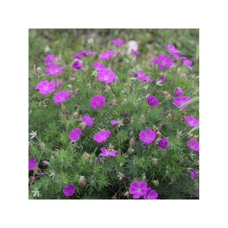 Geranium sanguineum 'Elsbeth' - Géranium sanguin