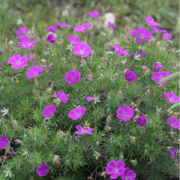 Geranium sanguineum 'Elsbeth' - Géranium sanguin