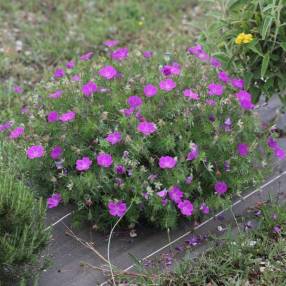 Geranium sanguineum 'Elsbeth' - Géranium sanguin