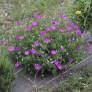 Geranium sanguineum 'Elsbeth' - Géranium sanguin