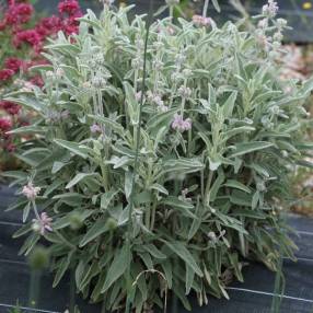 Phlomis italica 'Roquefure' - Sauge de Jérusalem