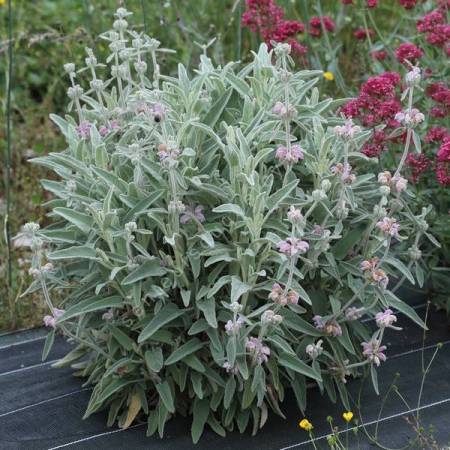 Phlomis italica 'Roquefure' - Sauge de Jérusalem